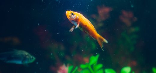 Alle Fische Eigenschaften Im Alphabetischen Uberblick